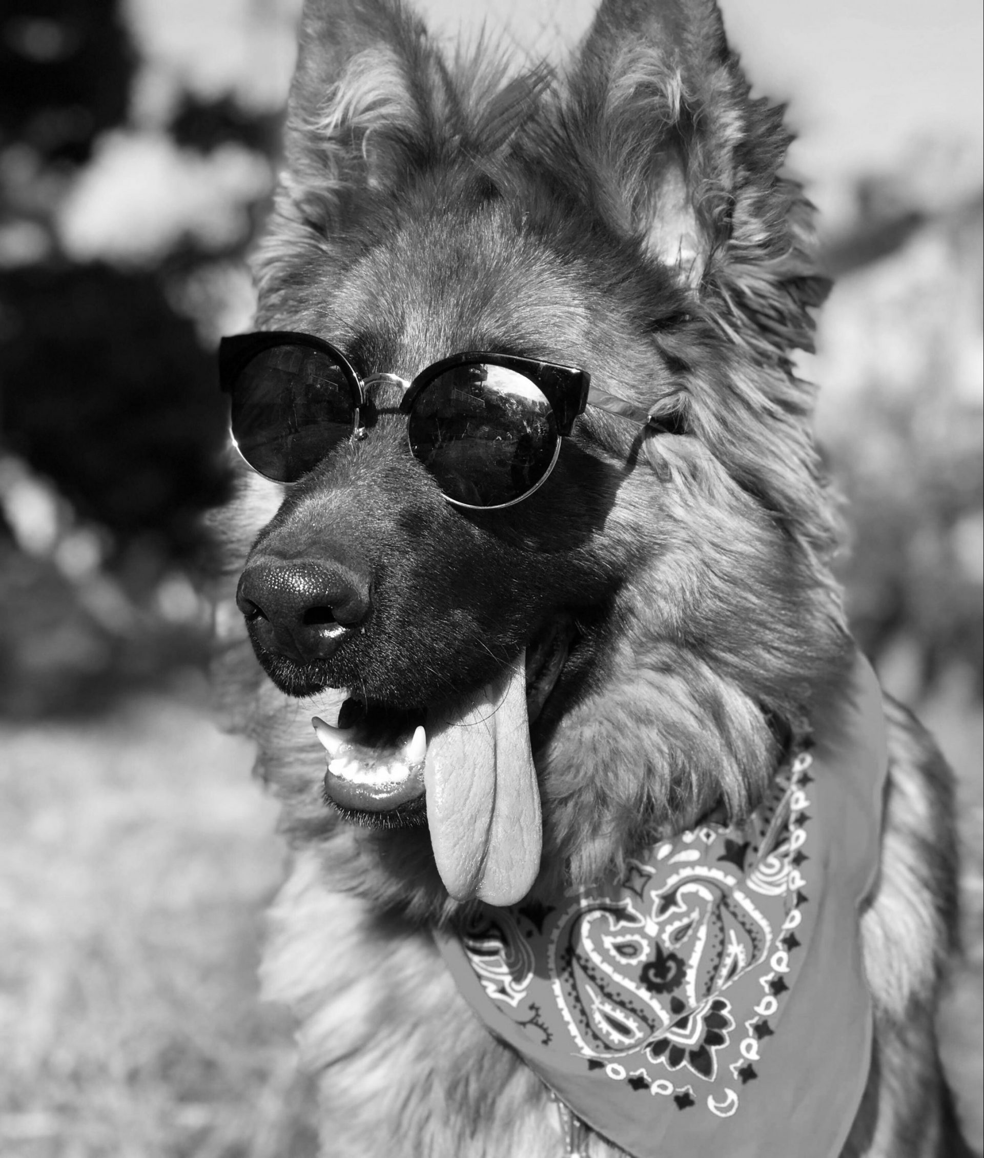 A black and white photo of a German Shepard Dog wearing a pair of sunglasses and a paisley bandana, his tongue flopping out of his cute mouth.